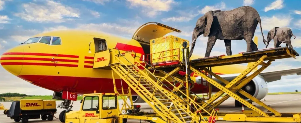 How Zoo Animals Are Transported π